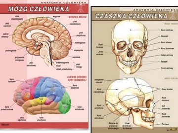 Mózg człowieka+Czaszka człowieka plansze ANATOMIA