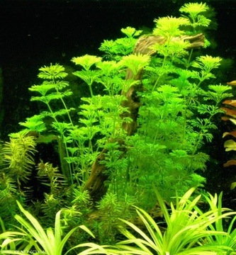LIMNOPHILA SESSILIFLORA hodowla akwa_fan