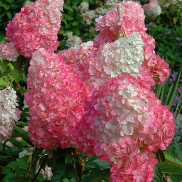 Hortensja bukietowa SUNDAE FRAISE rensum W DONICY