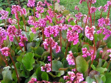 BERGENIA - TRWAŁA ROŚLINA - b. dekoracyjna, IV