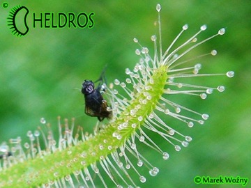 Rosiczka CAPENSIS Alba Drosera - 100X - od hodowcy