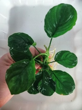 Anubias Roondo COIN Leaf [KOSZYK] okrągłe listki