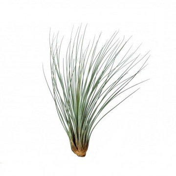 Tillandsia juncea -oplątwa