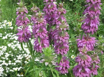 MONARDA CYTRYNOWA PACHNACA NA RABATY