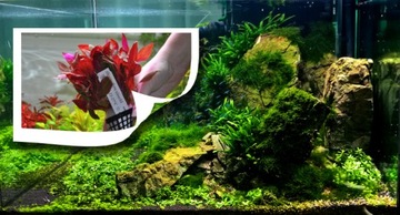 Roślina do akwarium Bucephalandra theia green XL