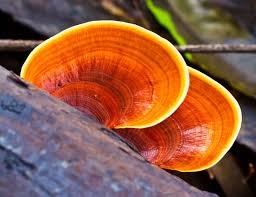 Graviola + Koci Pazur + Reishi 200 tabletek