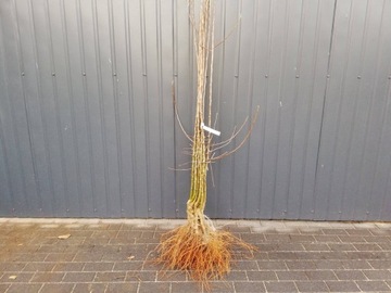 Колоновидная яблоня KOSZTELA Bare Root ---- сорт Old Original!!
