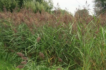 Тростник обыкновенный (Phragmites) Саженцы 50 шт!