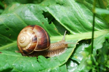 AGRECOL NATURA ЛОВУШКА ДЛЯ УЛИТОК – ЭКОЛОГИЧЕСКАЯ