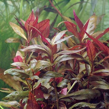 Althernanthera reinecki pink - In vitro - Saxon4