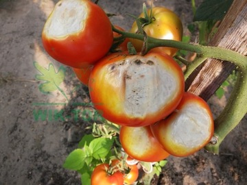 фото ориг. №7, Signum 10g gray mold contagion potatoes mealy genuine plants decorative