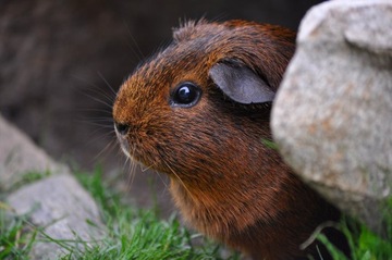 КОРМОВЫЕ НАТУРАЛЬНЫЕ КОРМОВЫЕ ГРАНУЛЫ ДЛЯ ГРЫЗУНОВ КРОЛИКА