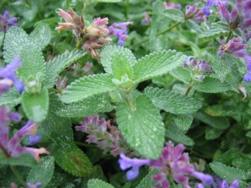 ПРЯНОСТИ КОШКА NEPETA CATARIA 500 США