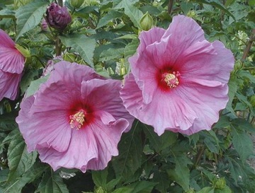 Hibiscus 'Fantasia' - Hibiskus bylinowy RÓŻOWY !