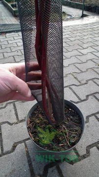 OSŁONKA SIATKA DO DRZEWEK PRZED ZWIERZĘTAMI 110cm