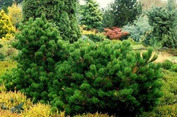 SOSNA CZARNA - PINUS NIGRA S - 20 NASION