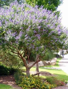 WITEKS - VITEX NEGUNDO RZADKI GATUNEK - 30 NASION