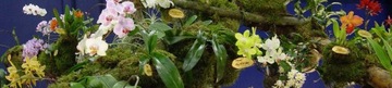 фото ориг. №6, Подставка прозрачный 17cm под горшок орхидея 2шт.