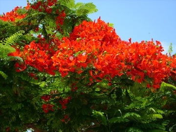 НА БОНСАЙ ПЛАМЯ АФРИКИ - DELONIX REGIA НА БОНСАЙ 3 СЕМЯ