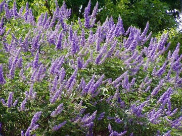 WITEKS - VITEX NEGUNDO RZADKI GATUNEK - 30 NASION