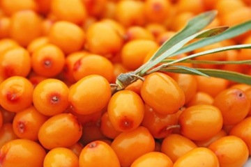 СУКА ОБЫКНОВЕННАЯ МОРСКАЯ HIPPOPHAE RAMNOIDES 50 СЕМЯН