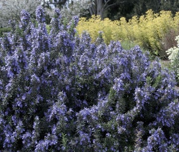 РОЗМАРИН ОФИЦИНАЛИС ROSMARINUS OFFICINALIS СЕМЕНА ДЛЯ БОНСАЙ 50 шт.