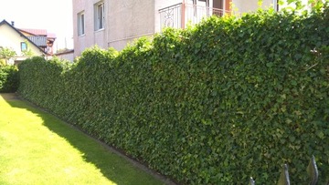 Ivy HEDERA HELIX HEDGE мультиподдон