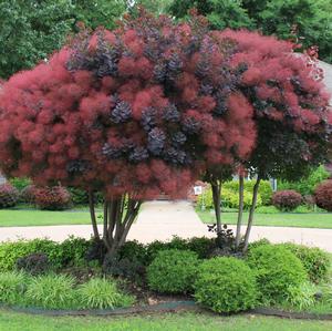 ДЛЯ БОНСАЙ ПОДОЛЬСКОГО ПАРИКА КОТИНУС (COTINUS COGGYGRIA) 40 СЕМЕН