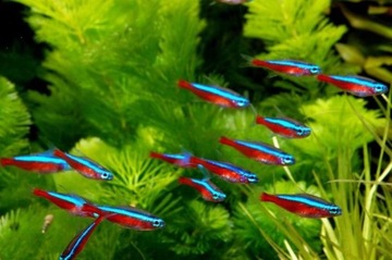 NEON CZERWONY NEONEK ŁAWICOWY