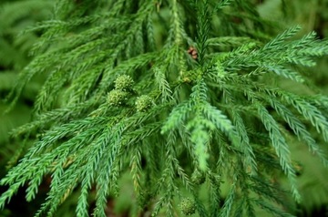 КРИПТОМЕРИЯ ЯПОНСКАЯ (CRYPTOMERIA JAPONICA) 50 СЕМЯН