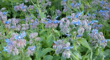 БОРАГО ОФИЦИНАЛИС (BORAGO OFFICINALIS) 50 СЕМЯН