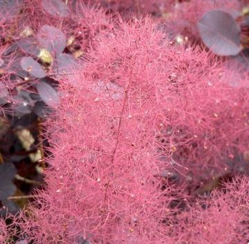 PERUKOWIEC PODOLSKI (COTINUS COGGYGRIA) - 40 NASION