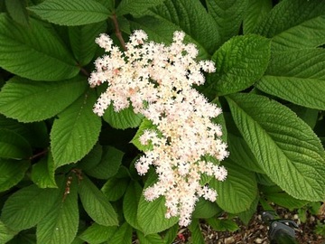 РОДЖЕРСИЯ КАШТАНОВОЛИСТОСТНАЯ (RODGERSIA AESCULIFOLIA) - 100 СЕМЯН