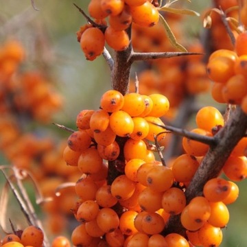 СУКА МОРСКАЯ ОБЫКНОВЕННАЯ HIPPOPHAE RHAMNOIDES 50 СЕМЯН