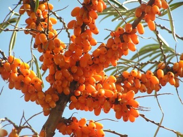 СУКА МОРСКАЯ ОБЫКНОВЕННАЯ HIPPOPHAE RHAMNOIDES 50 СЕМЯН