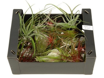 TILLANDSIA, OPLĄTWA , box , mix AIRPLANT X 10 SZT,