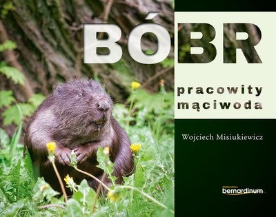 Bóbr, pracowity mąciwoda Wojciech Misiukiewicz