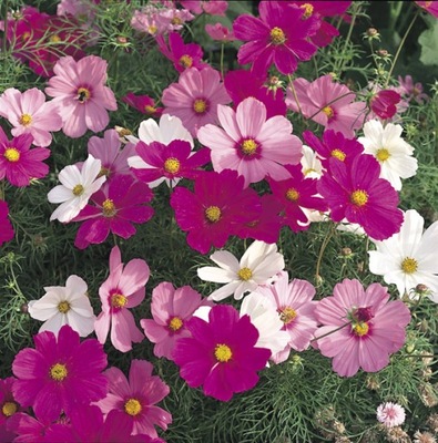 Onętek, Kosmos MIX Cosmos bipinnatus 1g