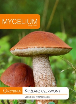KOŹLARZ CZERWONY grzybnia grzyby leśne Mycelium