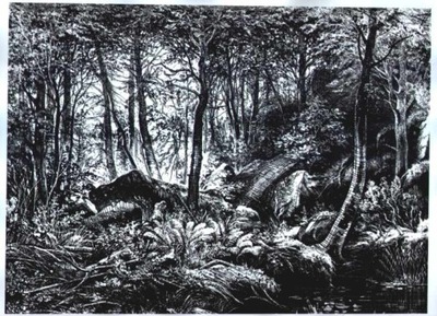 4 grafiki pt. "Białowieża - w głąb lasu"