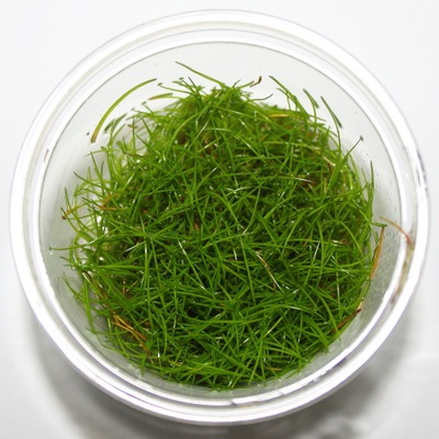 Eleocharis parvula- w żelu- akwa_fan