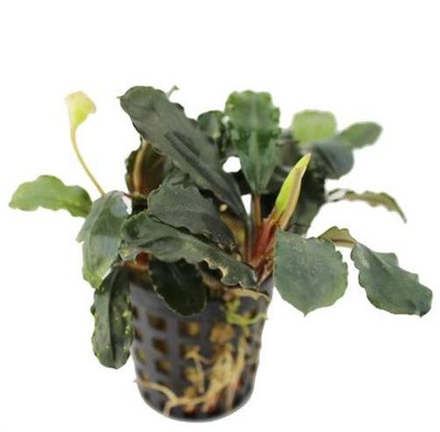 Bucephalandra theia KOSZYK Białystok saxon4