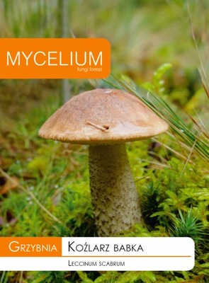 KOŹLARZ BABKA grzybnia grzyby leśne Mycelium