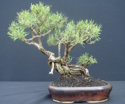 ROZMARYN LEKARSKI ROSMARINUS OFFICINALIS NAASIONA NA BONSAI 50 sztuk