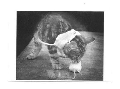 Pocztówka - Kotek, szczurki i zbytnia poufałość