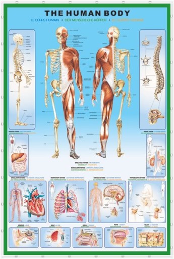 Анатомия строения человеческого тела - постер 61х91,5