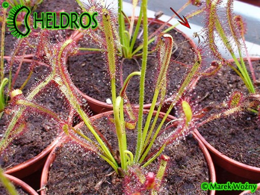 Росянка CAPENSIS Drosera - набор ХИТ, 100 семян