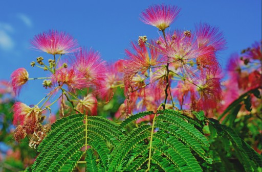 SHOCK DANCING FLOWER - Семена Mimosa PINK FLOWERS