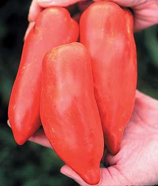 ТОМАТ PYRAMIDE SAN MARZANO семена BIG FRUIT