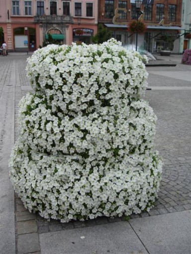 PETUNIA ZWISAJĄCA KASKADA BIAŁA nasiona